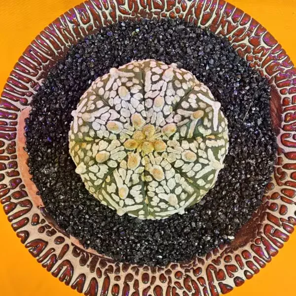 Astrophytum V-Cactus 4,5 cm boyutunda Özel Tür Kaktüs