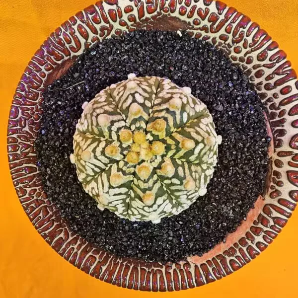 Astrophytum V-Cactus 5 cm boyutunda Özel Tür Kaktüs