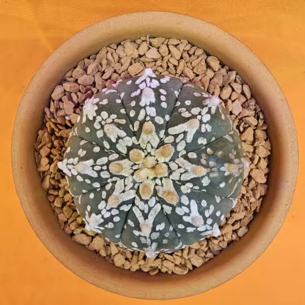 Astrophytum V-Cactus 5 cm boyutunda Özel Tür Kaktüs