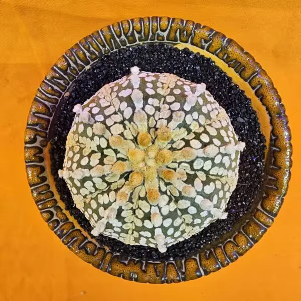 Astrophytum V-Cactus 6 cm boyutunda Özel Tür Kaktüs
