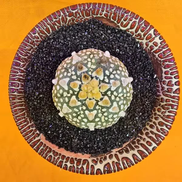 Astrophytum V-Cactus 4 cm boyutunda Özel Tür Kaktüs