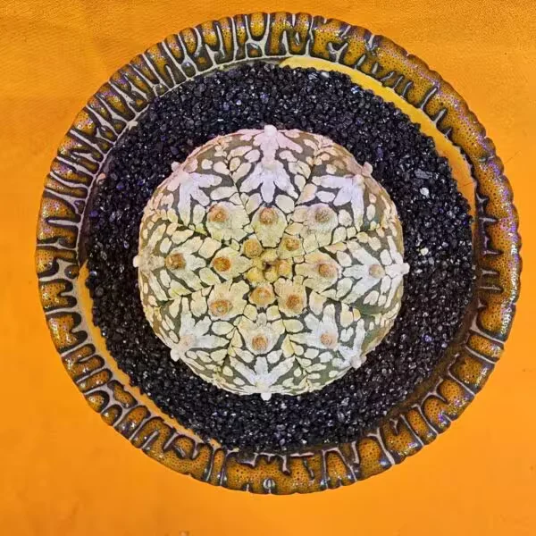 Astrophytum V-Cactus 5 cm boyutunda Özel Tür Kaktüs