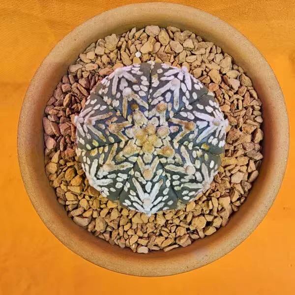 Astrophytum V-Cactus 4,5 cm boyutunda Özel Tür Kaktüs