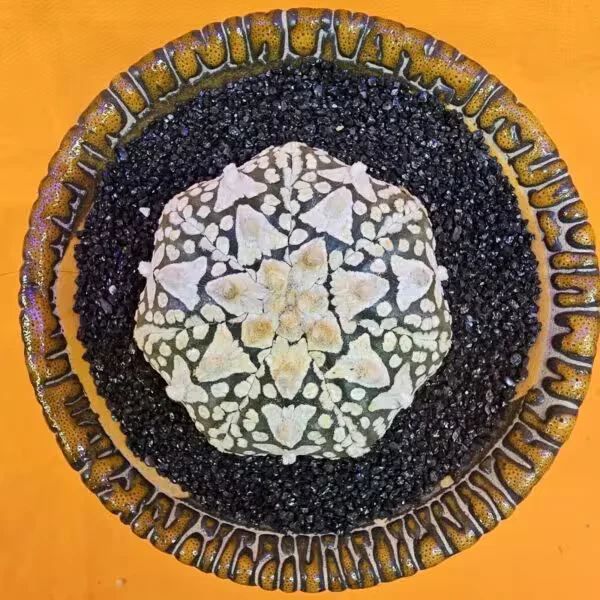 Astrophytum V-Cactus 5 cm boyutunda Özel Tür Kaktüs