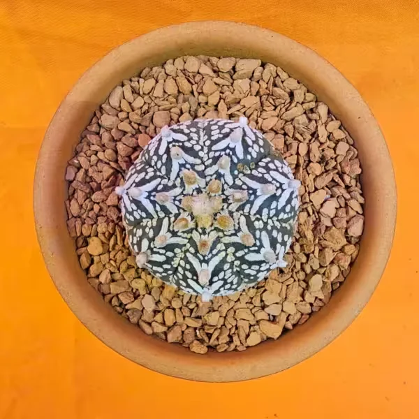 Astrophytum V-Cactus 4 cm boyutunda Özel Tür Kaktüs