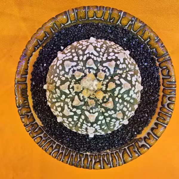 Astrophytum V-Cactus 5,5 cm boyutunda Özel Tür Kaktüs