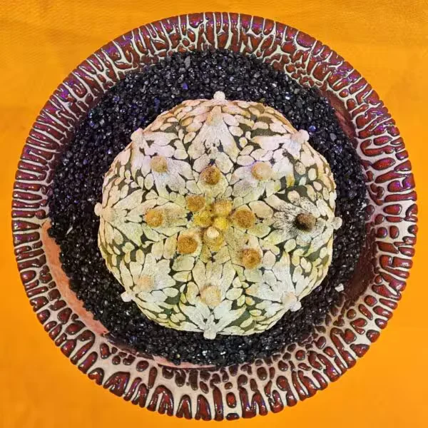 Astrophytum V-Cactus 5 cm boyutunda Özel Tür Kaktüs