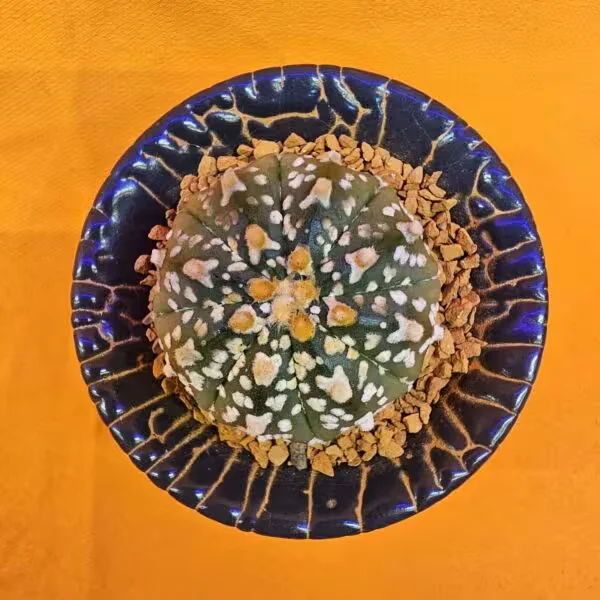 Astrophytum V-Cactus 3,5 cm boyutunda Özel Tür Kaktüs
