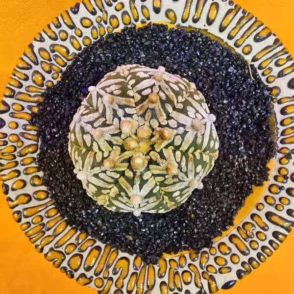 Astrophytum V-Cactus 4,5 cm boyutunda Özel Tür Kaktüs
