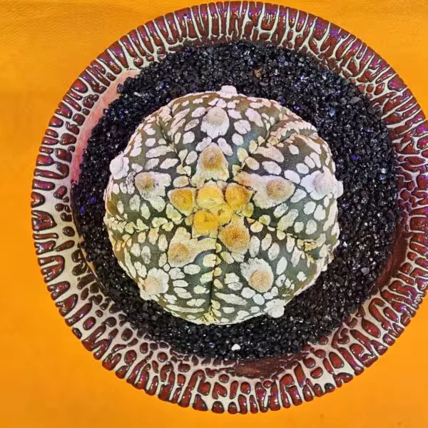 Astrophytum V-Cactus 5 cm boyutunda Özel Tür Kaktüs