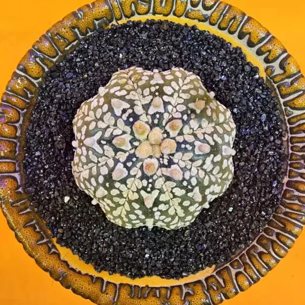 Astrophytum V-Cactus 5 cm boyutunda Özel Tür Kaktüs