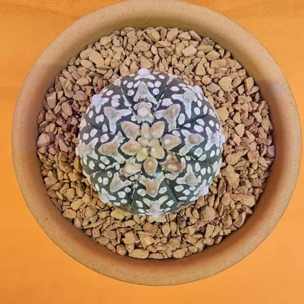 Astrophytum V-Cactus 4 cm boyutunda Özel Tür Kaktüs
