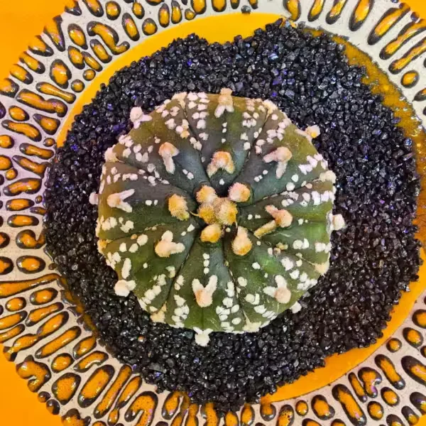 Astrophytum V-Cactus 4 cm boyutunda Özel Tür Kaktüs