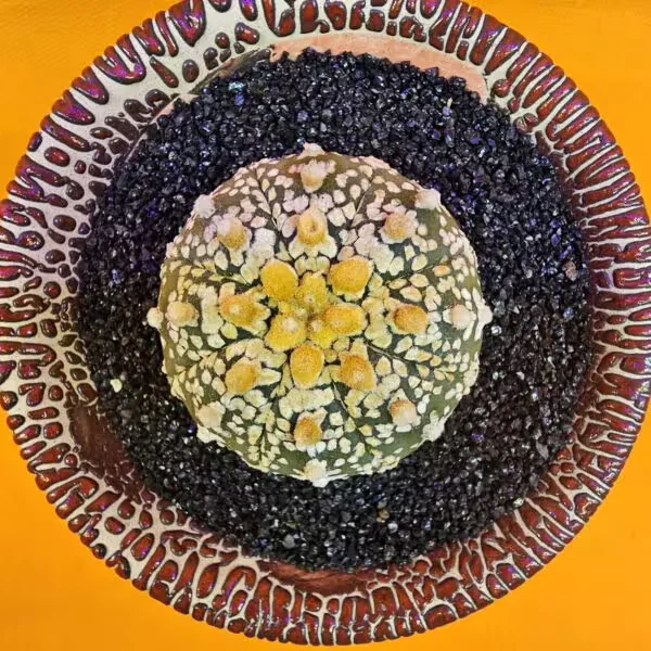 Astrophytum V-Cactus 4 cm boyutunda Özel Tür Kaktüs
