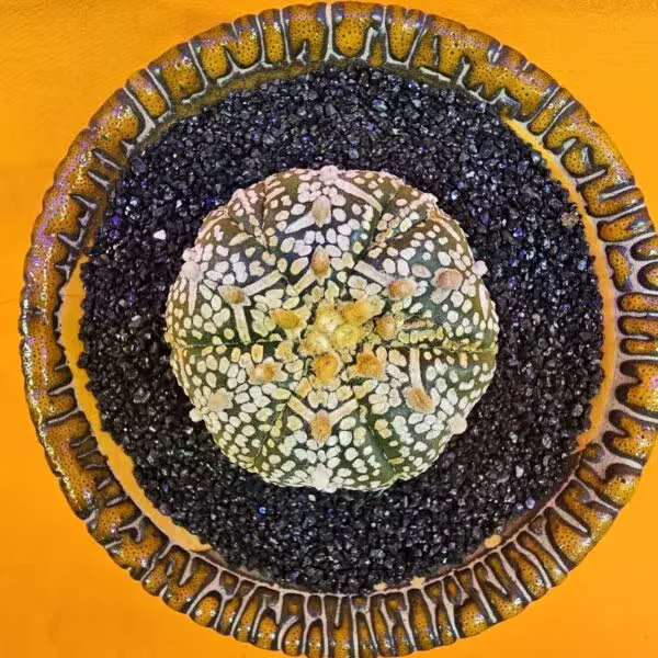 Astrophytum V-Cactus 4,5 cm boyutunda Özel Tür Kaktüs