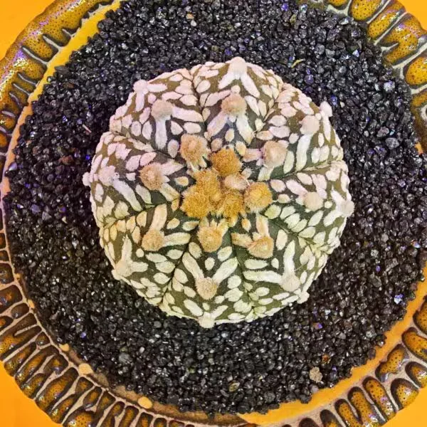 Astrophytum V-Cactus 4 cm boyutunda Özel Tür Kaktüs