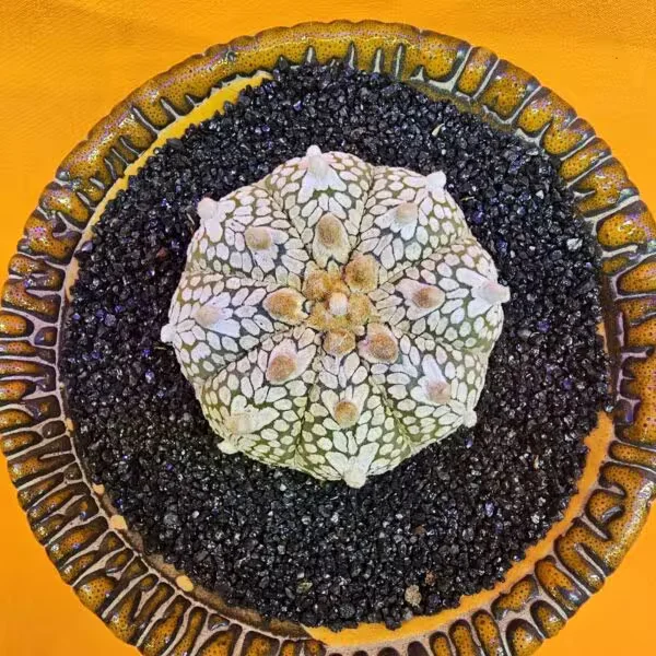 Astrophytum V-Cactus 4,5 cm boyutunda Özel Tür Kaktüs