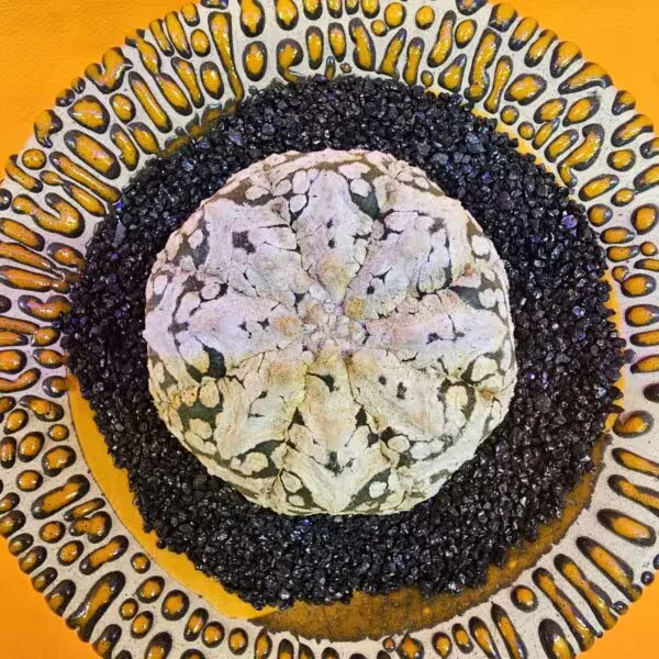 Astrophytum V-Cactus 4,5 cm boyutunda Özel Tür Kaktüs