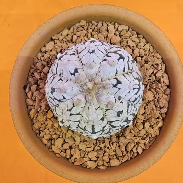 Astrophytum V-Cactus 5 cm boyutunda Özel Tür Kaktüs