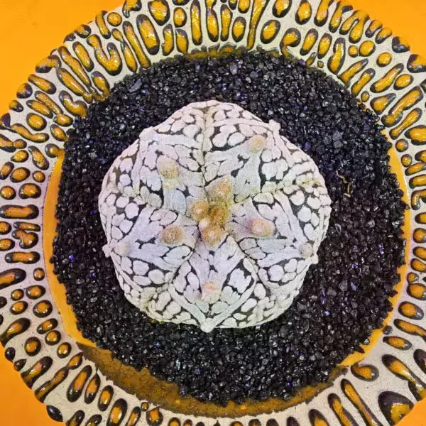 Astrophytum V-Cactus 4 cm boyutunda Özel Tür Kaktüs