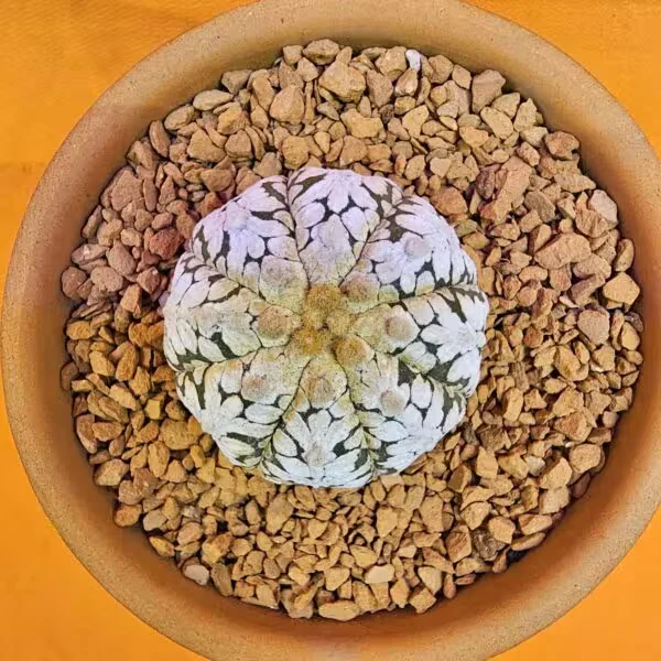 Astrophytum V-Cactus 4 cm boyutunda Özel Tür Kaktüs
