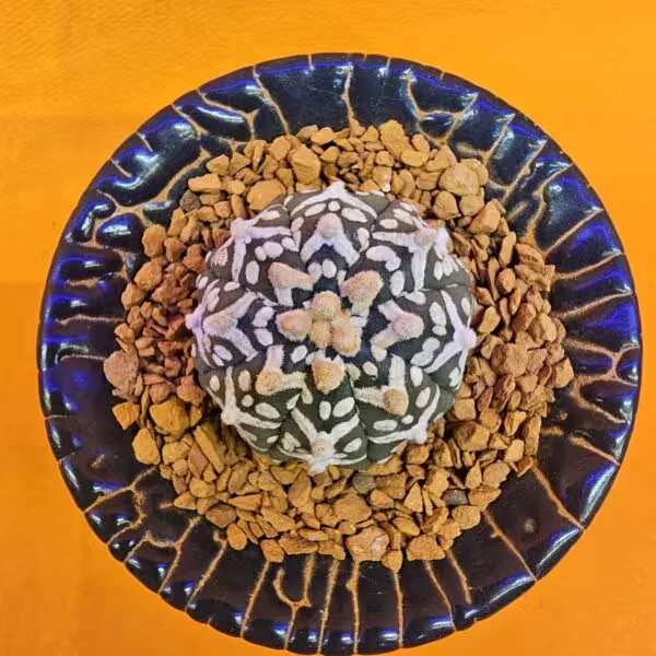 Astrophytum V-Cactus 3,5 cm boyutunda Özel Tür Kaktüs