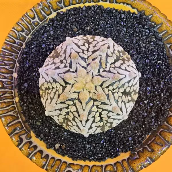 Astrophytum V-Cactus 4 cm boyutunda Özel Tür Kaktüs