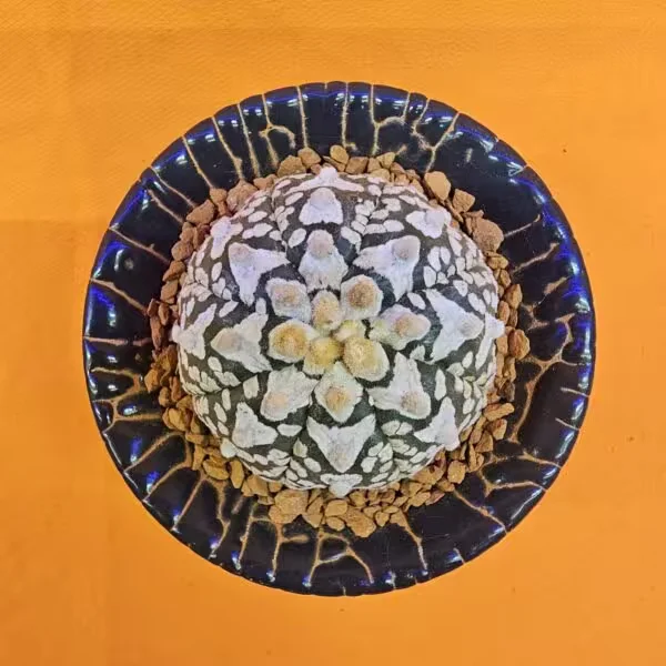 Astrophytum V-Cactus 4 cm boyutunda Özel Tür Kaktüs