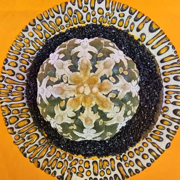Astrophytum V-Cactus 6 cm boyutunda Özel Tür Kaktüs
