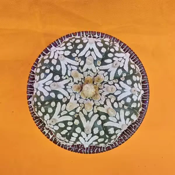 Astrophytum V-Cactus 7 cm boyutunda Özel Tür Kaktüs