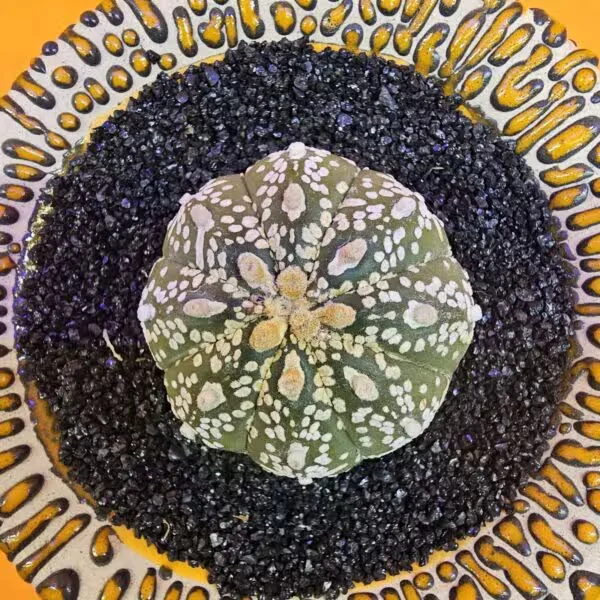 Astrophytum V-Cactus 4 cm boyutunda Özel Tür Kaktüs