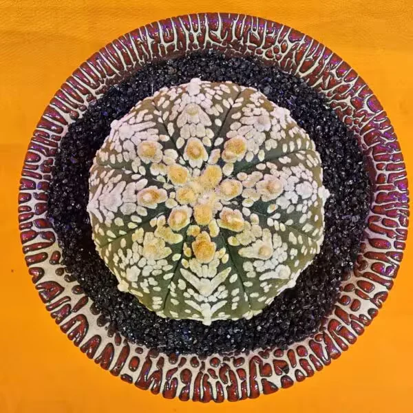 Astrophytum V-Cactus 5,5 cm boyutunda Özel Tür Kaktüs