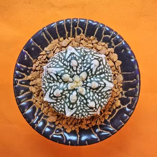 Astrophytum V-Cactus 3,5 cm boyutunda Özel Tür Kaktüs