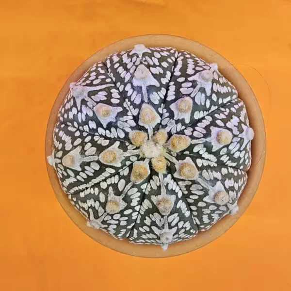 Astrophytum V-Cactus 6 cm boyutunda Özel Tür Kaktüs