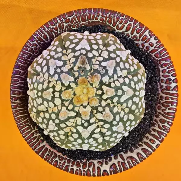 Astrophytum V-Cactus 6,5 cm boyutunda Özel Tür Kaktüs