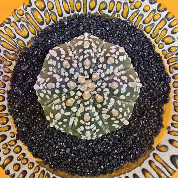 Astrophytum Asterias 4,5 cm boyutunda Özel Tür Kaktüs