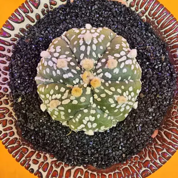 Astrophytum Asterias 4,5 cm boyutunda Özel Tür Kaktüs