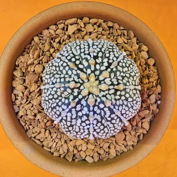 Astrophytum Asterias 5 cm boyutunda Özel Tür Kaktüs