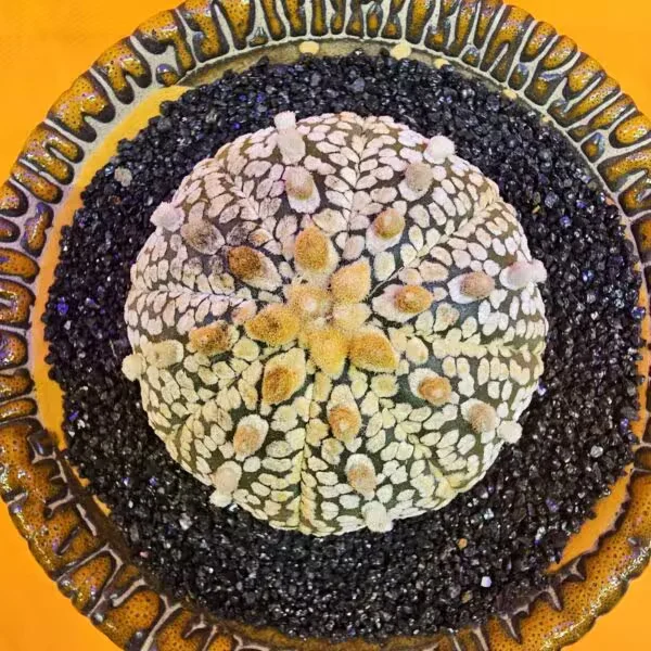 Astrophytum Asterias 5 cm boyutunda Özel Tür Kaktüs