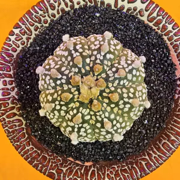 Astrophytum Asterias 5 cm boyutunda Özel Tür Kaktüs