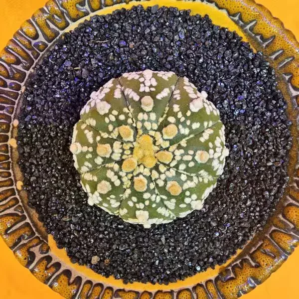 Astrophytum Asterias 4 cm boyutunda Özel Tür Kaktüs