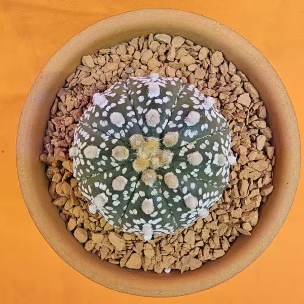 Astrophytum Asterias 5 cm boyutunda Özel Tür Kaktüs