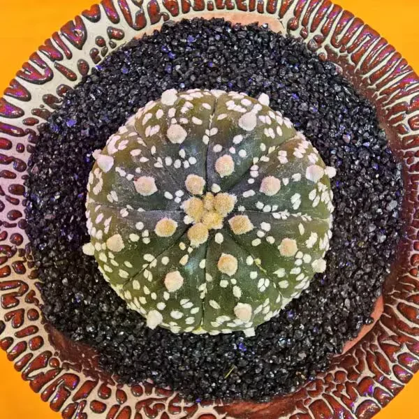 Astrophytum Asterias 4,5 cm boyutunda Özel Tür Kaktüs