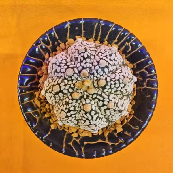 Astrophytum Asterias 4 cm boyutunda Özel Tür Kaktüs