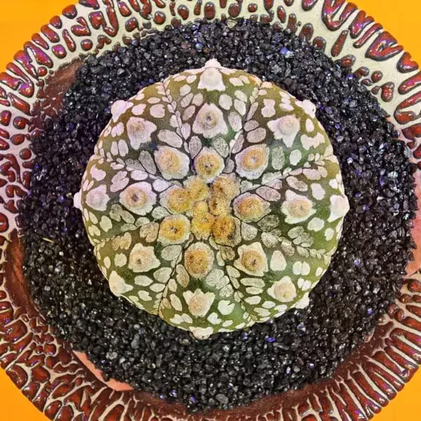 Astrophytum Asterias 4,5 cm boyutunda Özel Tür Kaktüs
