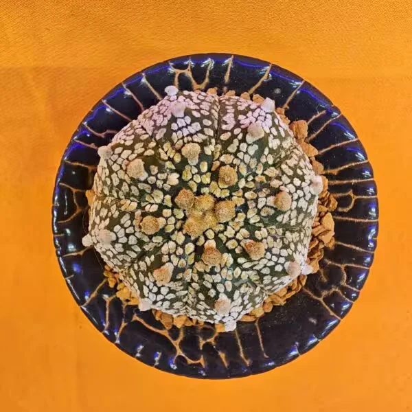 Astrophytum Asterias 4 cm boyutunda Özel Tür Kaktüs