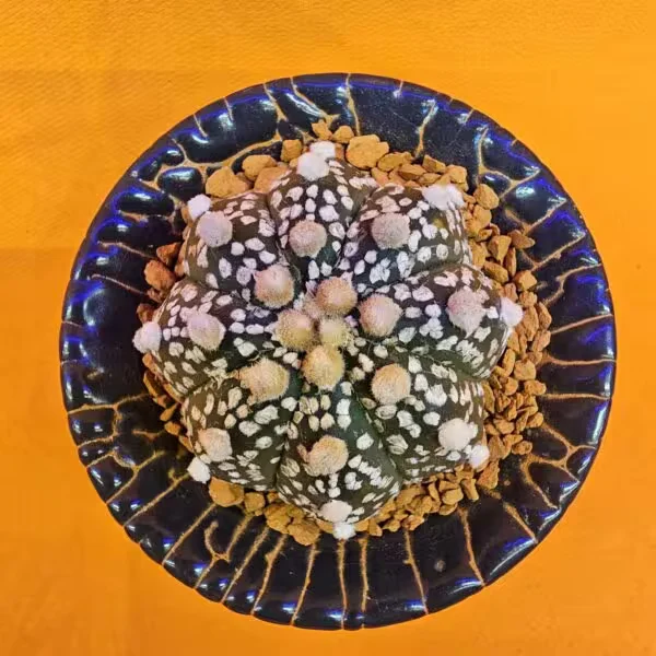 Astrophytum Asterias 4 cm boyutunda Özel Tür Kaktüs