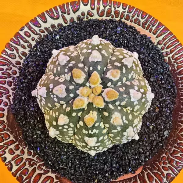 Astrophytum Asterias 5 cm boyutunda Özel Tür Kaktüs