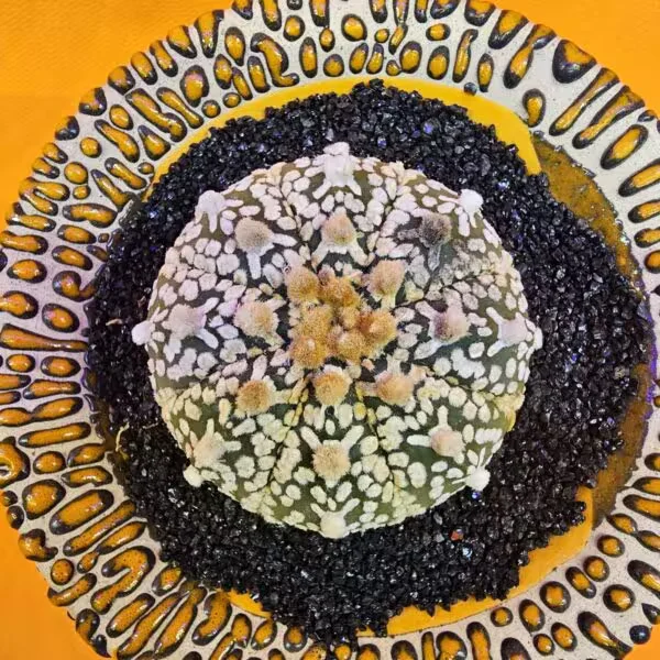Astrophytum V-Cactus 5 cm boyutunda Özel Tür Kaktüs