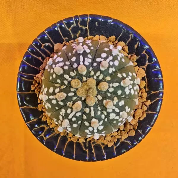 Astrophytum Asterias 4 cm boyutunda Özel Tür Kaktüs